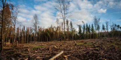 Hitze, Dürre und Schadorganismen haben zu enormen Schadholzmengen geführt – bisher ging man davon aus, dass Schadflächen wie diese zur Kohlenstoffquelle geworden sind. Jetzt gibt es neue Erkenntnisse, die zeigen, dass der Waldboden den Verlust der Bäume als Kohlenstoffsenke ausgeglichen hat.