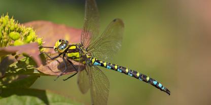Libellen sind der schönste Teichschmuck.