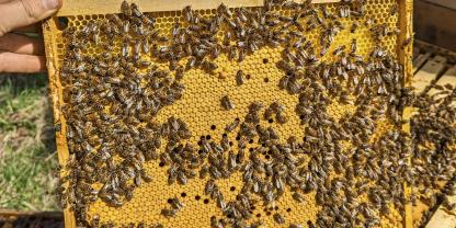 <b>1</b> Eine Brutwabe mit modifiziertem Oberträger. An den Hoffmann-Seitenteilen kleben Propolis und gequetschte Bienen.