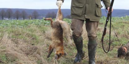 Wann und wie ist die Fuchsjagd am effektivsten?