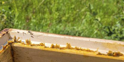 Bei Wachsbrücken und Propolis an den Zargen reicht es meist, sie mit dem Stockmeisel abzukratzen.