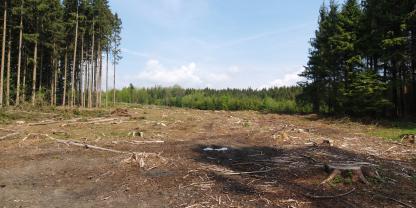 wald windwurf waldboden