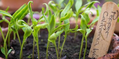 Bereits im Februar starten Paprika und Chili in die Saison.