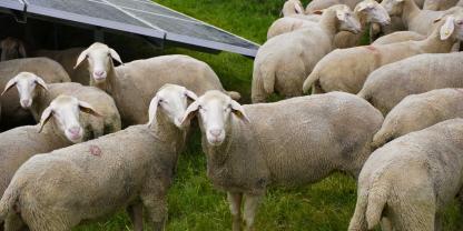 Schafe-Weide-Solar-AdobeStock_807996210