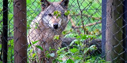 Ungewöhnlicher Besuch in der Hundeschule: Ein Wolf!
