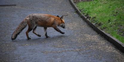 Ein Fuchs sorgt in NRW für Aufregung und einen großen Sucheinsatz.