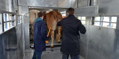Zwei Männer geleiten Kühe durch eine Schleuse in einen Transportwagen. 