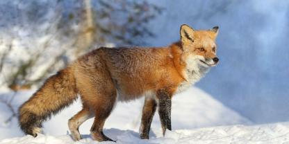 Ein Jäger musste sich nach dem Schuss auf einen Fuchs vor dem Amtsgericht verantworten.