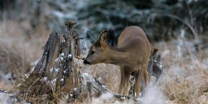 Nierenzysten können beim Wild zur Verzehruntauglichkeit führen.