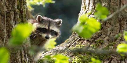 Kontroverse Meinungen gibt es zum Waschbär-Pilotprojekt in Kassel.
