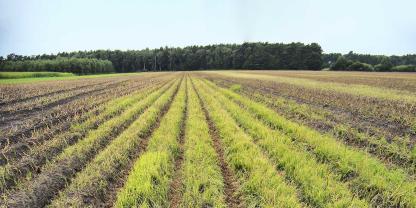 Die Kreiselegge hat hier ganze Arbeit geleistet und die Erdmandeln in die Fläche verschleppt. Daraus wachsen unzählige neue Ungraspflanzen.