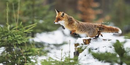 Fuchs-springt-Winter-Wald