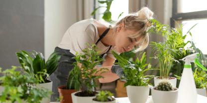Behalten Sie vor allem neue Zimmerpflanzen gut im Blick, um einen Befall mit Trauermücken früh zu entdecken.