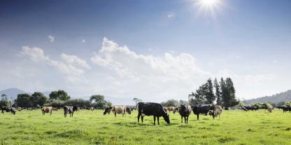 Flaches Land, weiter Horizont, feuchte Böden – die Landschaft an der Ostküste der neuseeländischen Nordinsel gleicht der in Norddeutschland. Auch Burtons „Kopuatai Farm“ liegt in dieser Gegend.