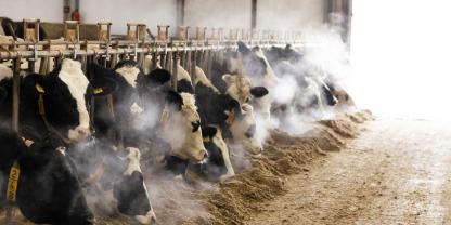 Milchkühe im winterlichen Stall