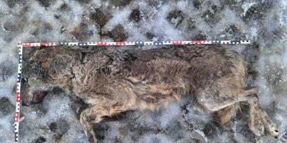 Der tote Wolf nach der Bergung aus der Kapelle.