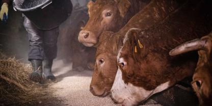 Rinder werden in einem Stall gefüttert