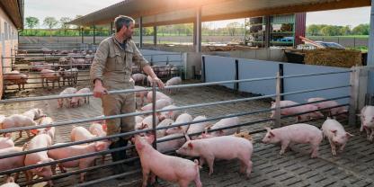 Landwirt-schweine_AdobeStock_608699325