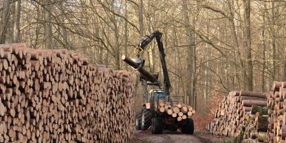 Holz-Ernte-Wald-AdobeStock_348505898