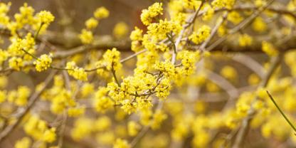 Unwissende halten die Kornelkirsche manchmal für eine Forsythie. Dabei ist sie eine der wertvollsten Frühblüherinnen überhaupt.