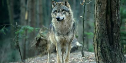 In Mecklenburg-Vorpommern nimmt das Kompetenzzentrum Wolf seine Arbeit auf.