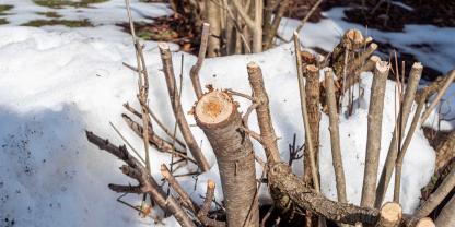 Einfach auf einer Höhe abgeschnitten: So sehen Sträucher in Wohnanlagen oft aus.
