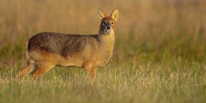 Chinesiches-Wasserreh