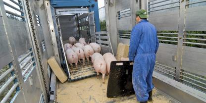 Ein ruhiger Umgang beim Verladen zahlt sich aus. Zudem sollten nicht zu viele Tiere auf einmal getrieben werden.