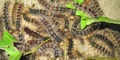  Die Schwammspinner-Situation in Baden-Württemberg bleibt entspannt.