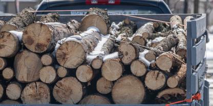 Der Mann hatte versucht Holz zu stehlen (Symbolbild).