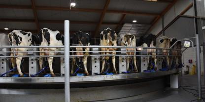 Kühe in einem Melkkarussell