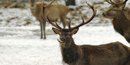 Zuckerrüben können eine Pansenübersäuerung provozieren.