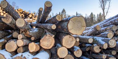Frost presst Feuchtigkeit heraus und fördert die Holztrocknung.