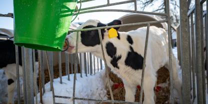 kalb-im-winter-im-iglu