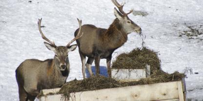 Zur Notzeit kann es sinnvoll sein das Wild zuzufüttern. Dabei gibt es jedoch einiges zu beachten.
