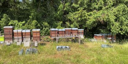 Vorbereitungen: Die Bannwaben liegen schon bereit und kommen gleich in die Völker.