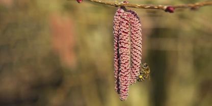 Die Hasel bietet den Völkern schon früh im Jahr Pollen. Eine gute Pollenversorgung ist jetzt essenziell, um gesunde Jungbienen aufzuziehen.