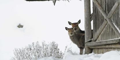 Um die Rotwild-Fütterung in Rottach-Egern ist heftiger Streit entbrannt.