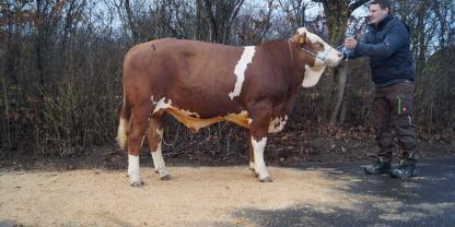 Wundaboy Pp*, ein Wundawerk-Sohn aus IQ-P*S-Sunkiss mit GZW 142.