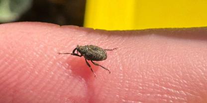 Der Kohltriebrüssler ist einer der beiden ersten Rapsschädlinge im Frühjahr.