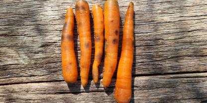Kann man Karotten mit schwarzen Stellen noch essen?
