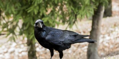 Symbolbild einer Rabenkrähe: Vögel verursachen große Schäden an Siloballen, indem sie die Kunststofffolie auf der Suche nach Futter aufpicken, was zu Schimmelbildung im Futter führt.
