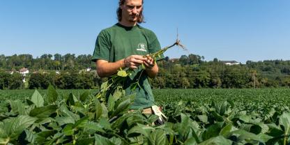 Ein Landwirt steht in einem Sojafeld.