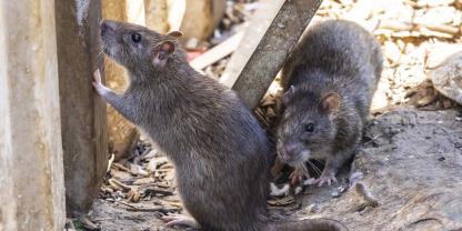 Zwei Ratten in einem Schuppen