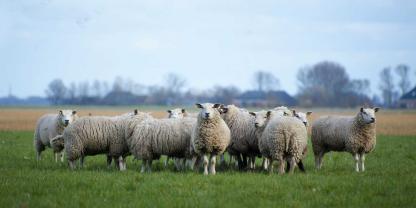 SYMBOLBILD: Schäfer und Bauernverband sind schockiert. Unbekannte haben in Sachsen-Anhalt 65 trächtige Schafe gestohlen.