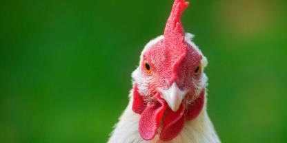 Ein Huhn blickt in die Kamera.