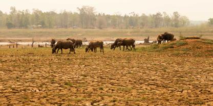 Weidewirtschaft leidet durch den Klimawandel.