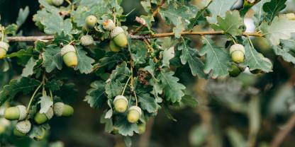 Aus mehr produzierten Samen wachsen nicht zwangsläufig mehr Bäume.