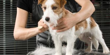 Wenn die Fellpflege vom Profi erledigt wird, lassen sich die Ausgaben teilweise als haushaltsnahe Dienstleistung steuerlich geltend machen. Worauf es dabei ankommt, erklären wir im untenstehenden Text.