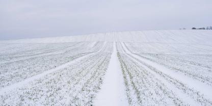 Wintergetreide-AdobeStock_314333074